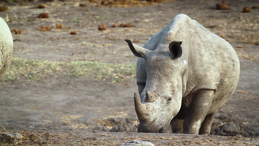 非洲南部Kruger国家公园南部白犀牛区南部视频