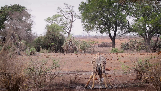 非洲南部Kruger国家公园长颈鹿视频