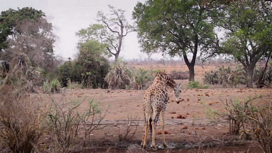 非洲南部Kruger国家公园长颈鹿视频