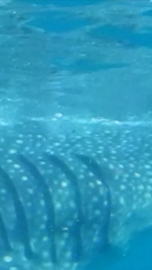 海洋动物鲸鲨世界环保日视频