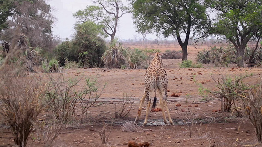 非洲南部Kruger国家公园长颈鹿视频