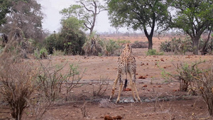 非洲南部国家公园长颈鹿20秒视频