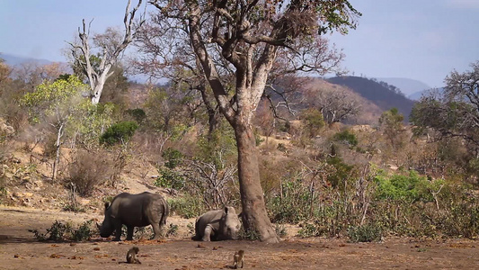 非洲南部Kruger国家公园南部白犀牛区南部视频