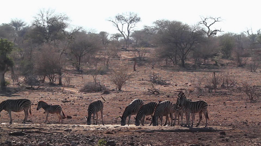 非洲南部Kruger国家公园的平原斑马视频