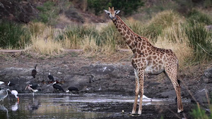 非洲南部国家公园长颈鹿35秒视频