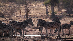 非洲南部国家公园的平原斑马31秒视频