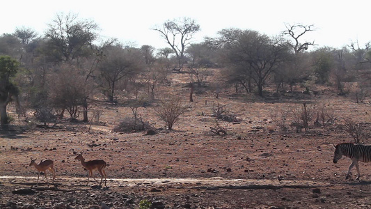 非洲南部Kruger国家公园的平原斑马视频