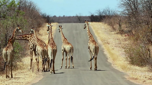 非洲南部国家公园长颈鹿视频