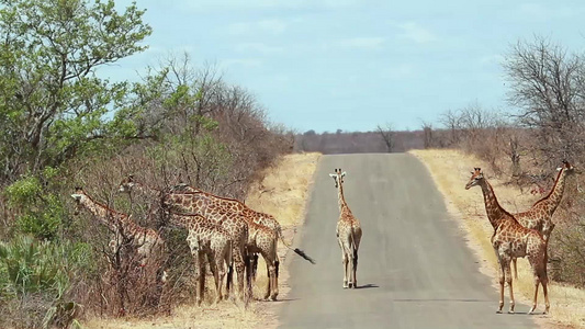 非洲南部国家公园长颈鹿视频