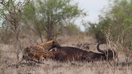 在非洲南部的Kruger国家公园发现hyaena视频