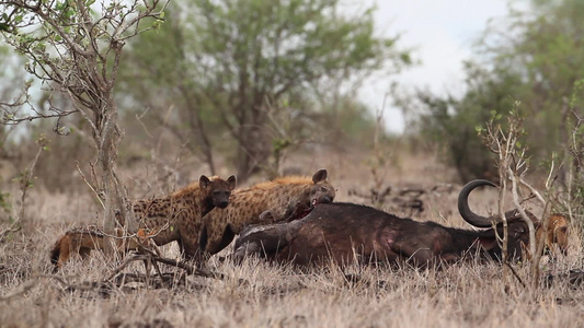 在非洲南部的Kruger国家公园发现hyaena视频