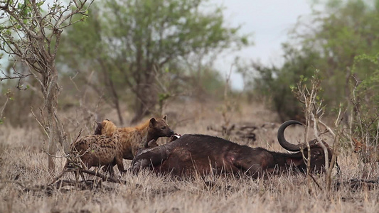 在非洲南部的Kruger国家公园斑鬣狗视频