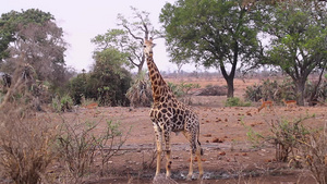 非洲南部国家公园长颈鹿16秒视频