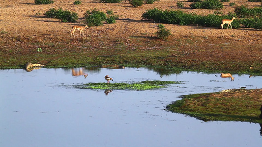 非洲南部Kruger国家公园的河马无鳄鱼木头鹅和雌鹅视频