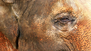 动物园的大象眼睛14秒视频