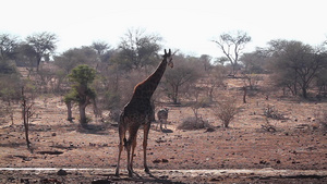 非洲南部国家公园长颈鹿32秒视频