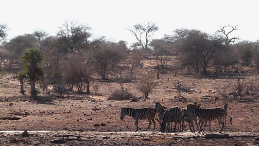 非洲南部Kruger国家公园的平原斑马视频