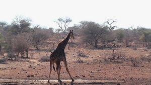 非洲南部Kruger国家公园长颈鹿18秒视频