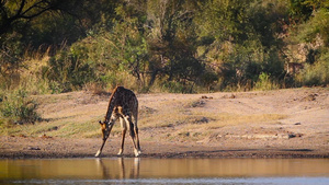 非洲南部国家公园长颈鹿26秒视频