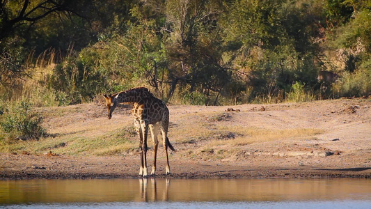 非洲南部Kruger国家公园长颈鹿视频