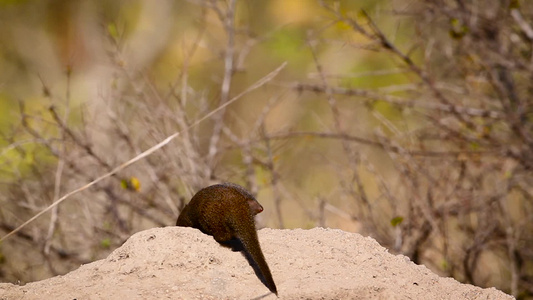 非洲南部Kruger国家公园侏儒mongoose视频
