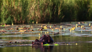 非洲南部Kruger国家公园的河马13秒视频