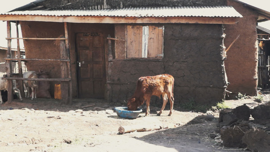 在一个村庄中的奶牛视频