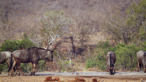 非洲南部克鲁格国家公园里的野生动物42秒视频