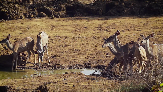 非洲南部Kruger国家公园的大库杜视频