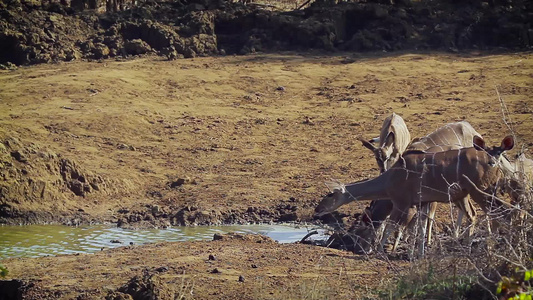 非洲南部Kruger国家公园的大库杜视频