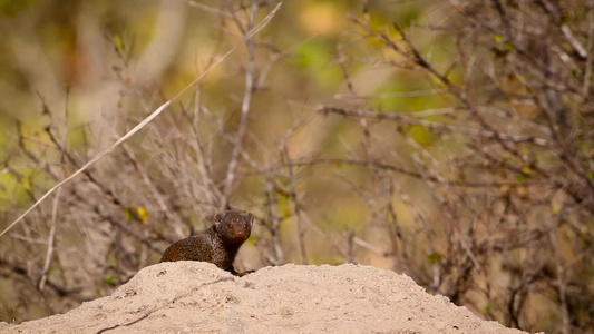 非洲南部Kruger国家公园侏儒mongoose视频