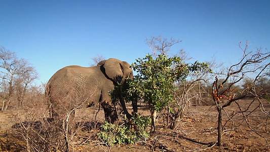 非洲南部Kruger国家公园非洲灌木大象视频