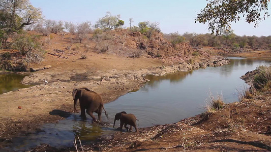 非洲南部Kruger国家公园非洲灌木大象视频