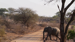 非洲南部克鲁格国家公园里的灌木大象28秒视频