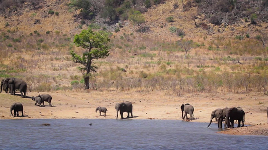 非洲南部Kruger国家公园非洲灌木大象视频