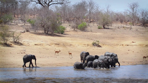 非洲南部克鲁格国家公园里的灌木大象24秒视频