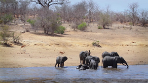 非洲南部Kruger国家公园非洲灌木大象33秒视频