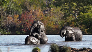 非洲南部国家公园非洲灌木大象16秒视频