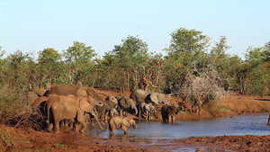 非洲南部国家公园非洲灌木大象41秒视频