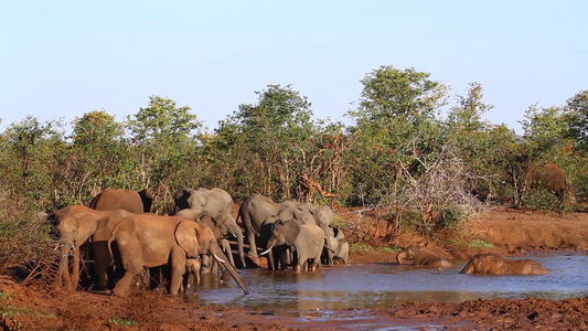 非洲南部Kruger国家公园非洲灌木大象视频