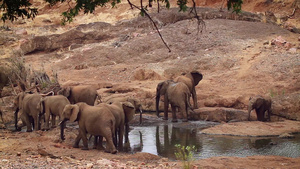 非洲南部Kruger国家公园非洲灌木大象45秒视频