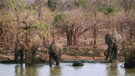 非洲南部Kruger国家公园非洲灌木大象视频