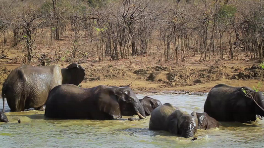 非洲南部Kruger国家公园非洲灌木大象视频