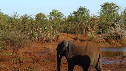 非洲南部Kruger国家公园非洲灌木大象视频