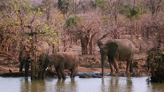 非洲南部Kruger国家公园非洲灌木大象视频