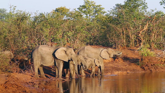 非洲南部Kruger国家公园非洲灌木大象视频