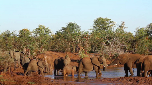 非洲南部Kruger国家公园非洲灌木大象视频