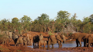 非洲南部克鲁格国家公园里的灌木大象33秒视频