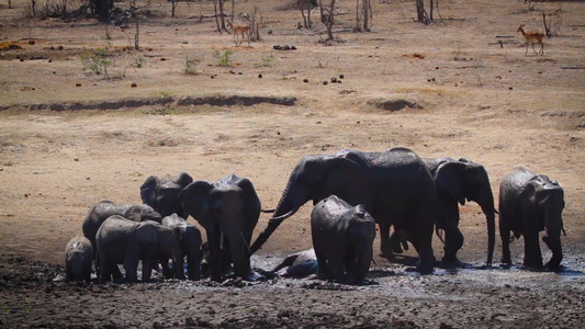 非洲南部Kruger国家公园非洲灌木大象视频