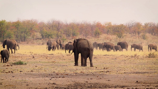 非洲南部Kruger国家公园非洲灌木大象视频